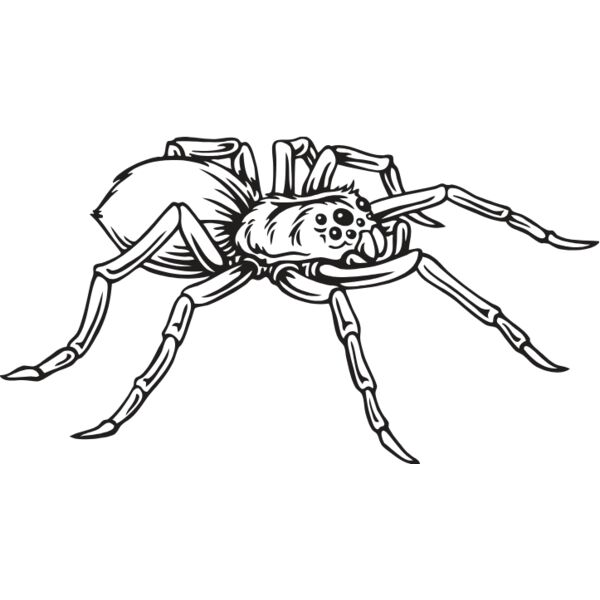ES2spider001BW Thumbnail